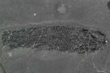 Devonian Lobed-Fin Fish (Osteolepis) pos/neg - Scotland #98050-4